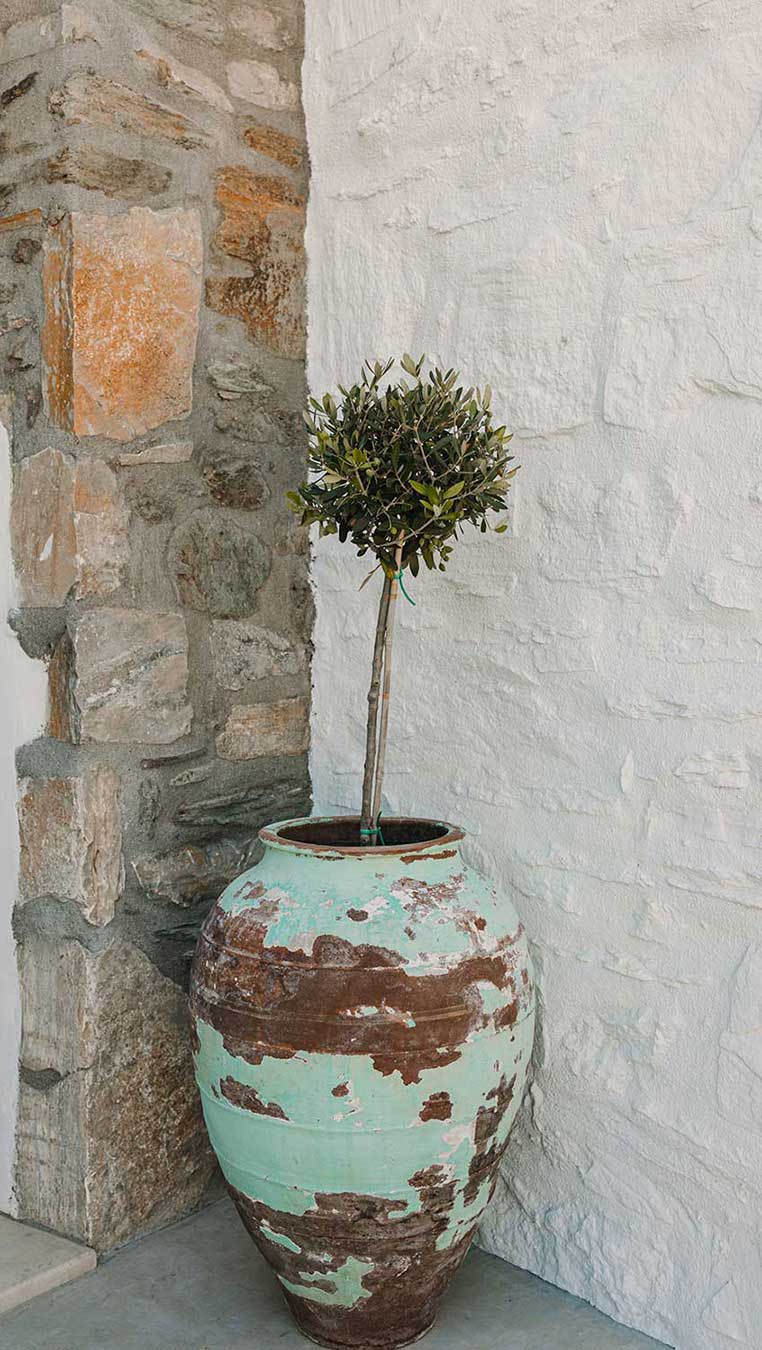 Old pot with olive tree