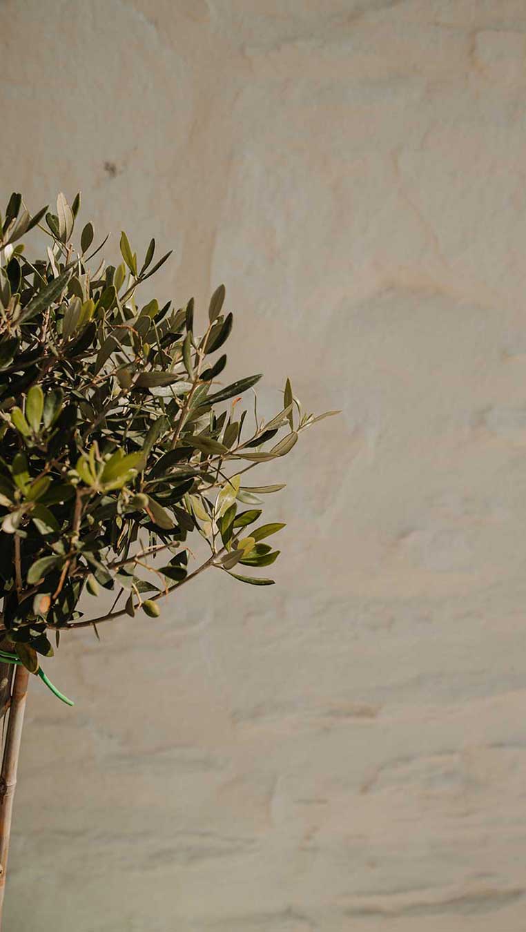 Olive tree